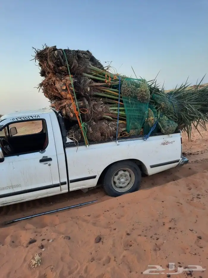 يوجد لدينا جميع انواع النخيل المثمره وازينه 0