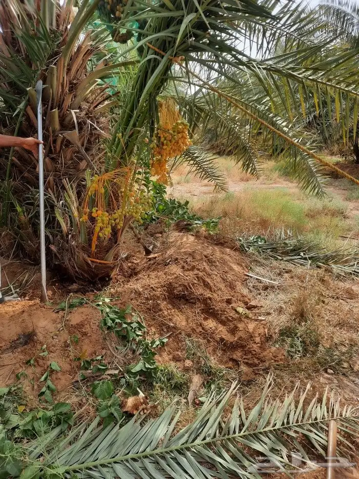 يوجد لدينا جميع انواع النخيل المثمره وازينه 1