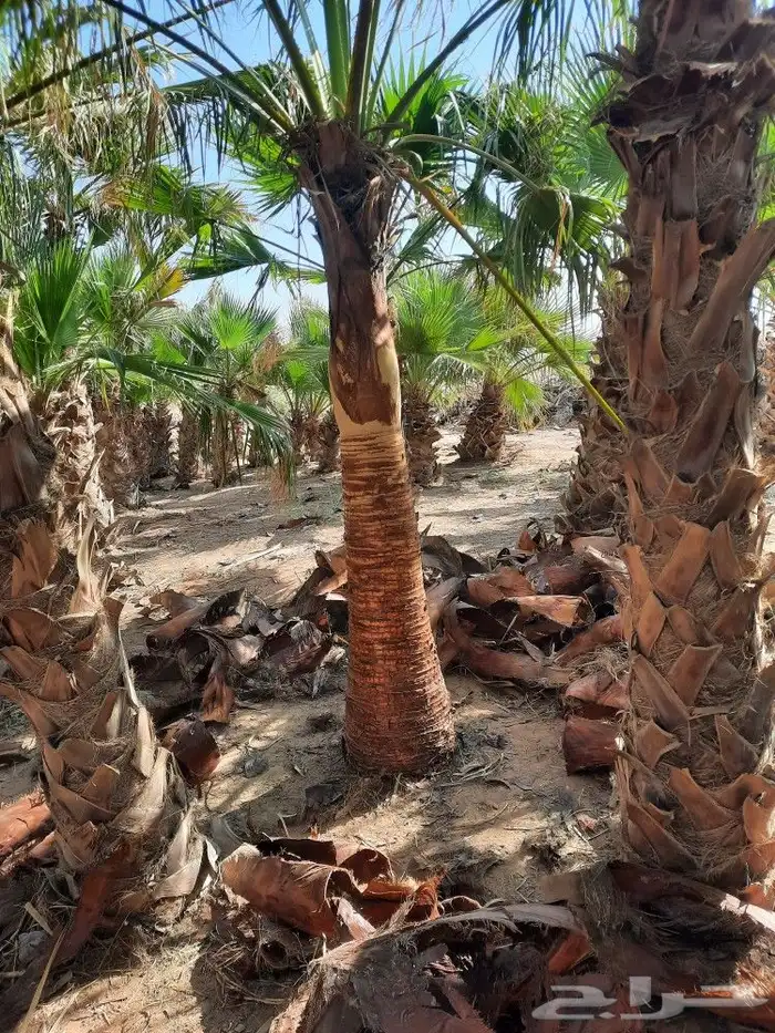 يوجد لدينا جميع انواع النخيل المثمره وازينه 2