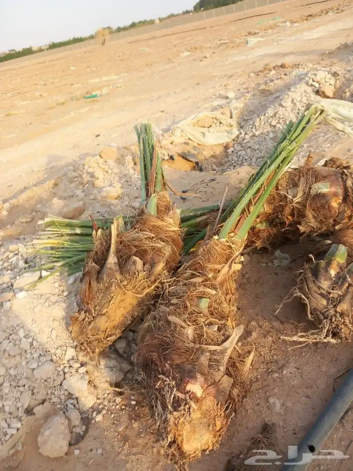 اخلاص فاخر مثمر 1