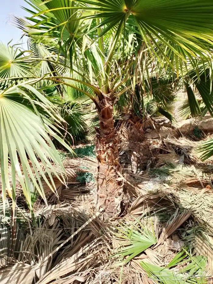 توريد الاشجار بانوعه والنخيل والزيتون وصينه الاشجار باوعها 5