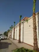 نخل واشنطن للبيع 7