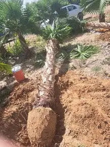 نخل واشنطن للبيع 6