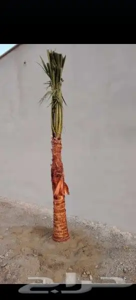 وشنطتي زينه للبيع ابها الخميس 6