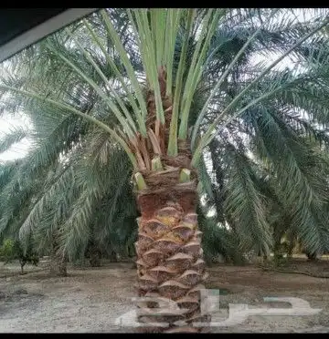 مقاول اعمال نخيل 0
