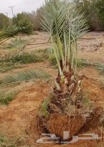 مقاول اعمال نخيل 9