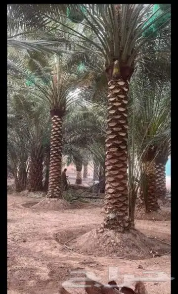 مقاول اعمال نخيل 2