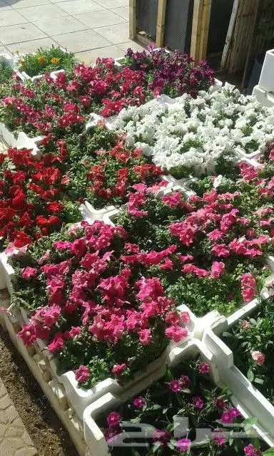 تنسيق حدائق زهرة ياسمين تنسيق وتصميم حدائق مظلات شلالات نواف 9