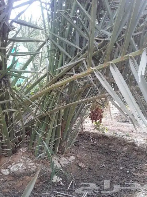 نقوم بتوريد وزاعة جميع انواع النخيل العربي والواشن 2