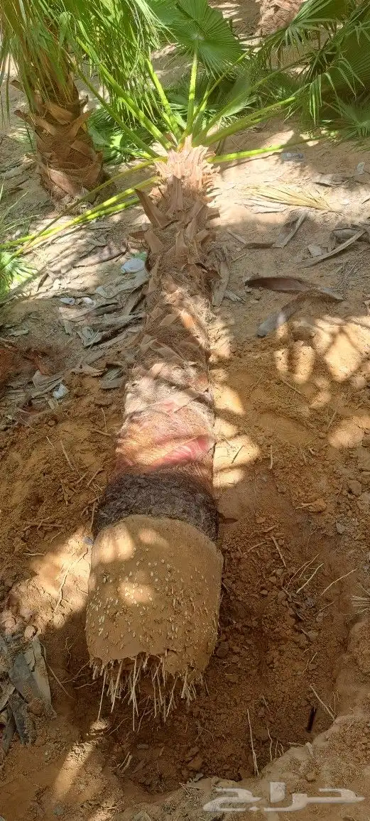 نخل واشنطن للبيع 3