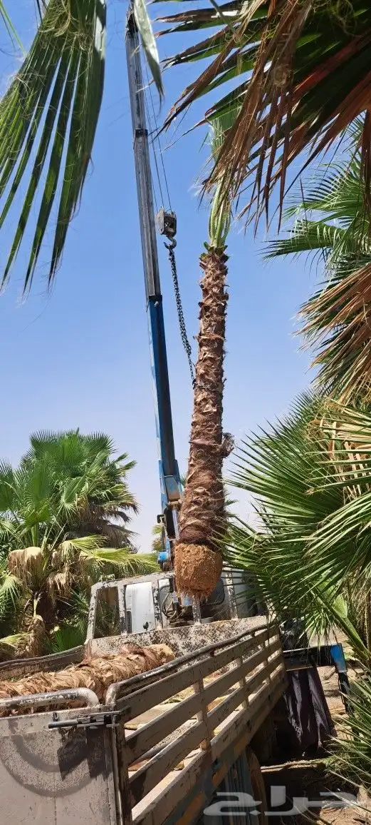 نخل واشنطن للبيع 1