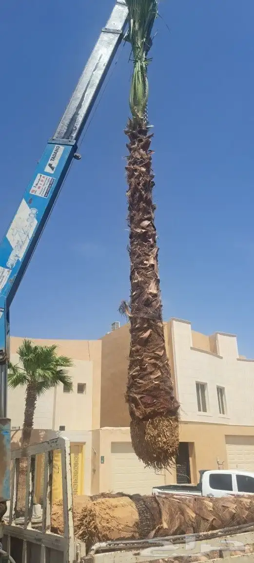 نخل واشنطن للبيع 0