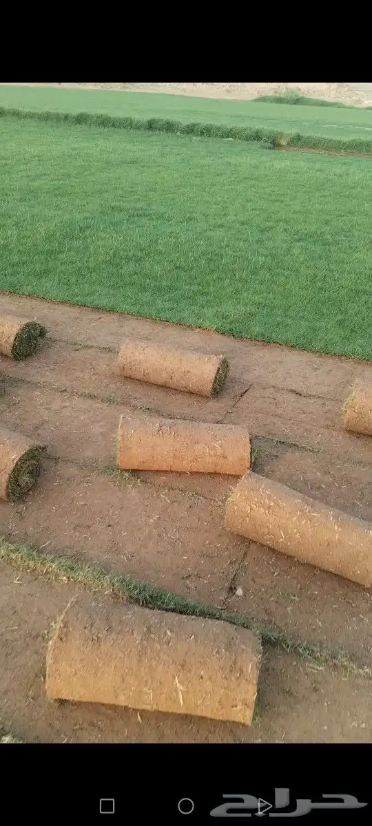 ثيل نجيله الخرج كثيف واخضر ونقي صافي توريد وزراعه 1