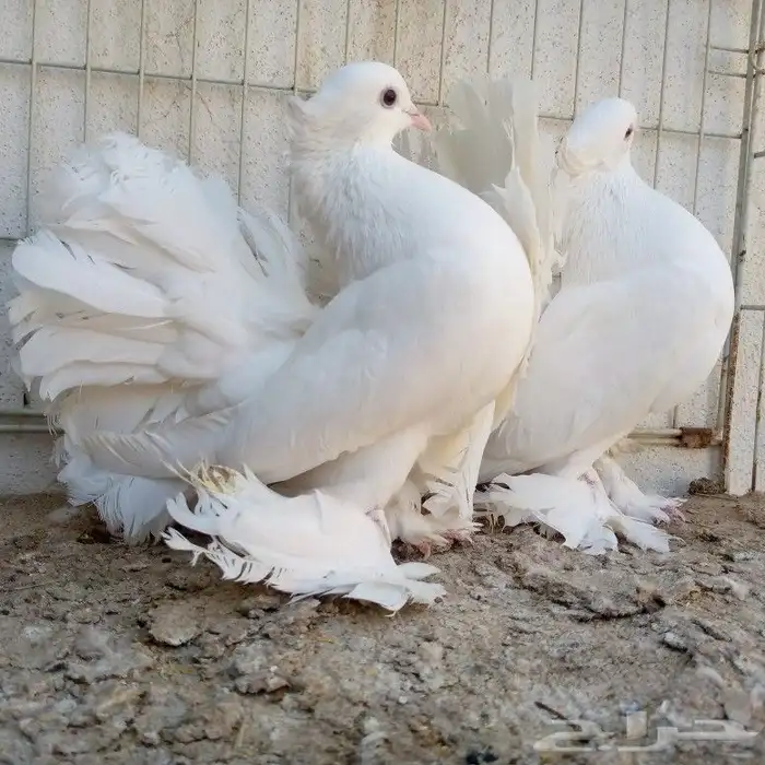 زوجين رقاص تم البيع 4