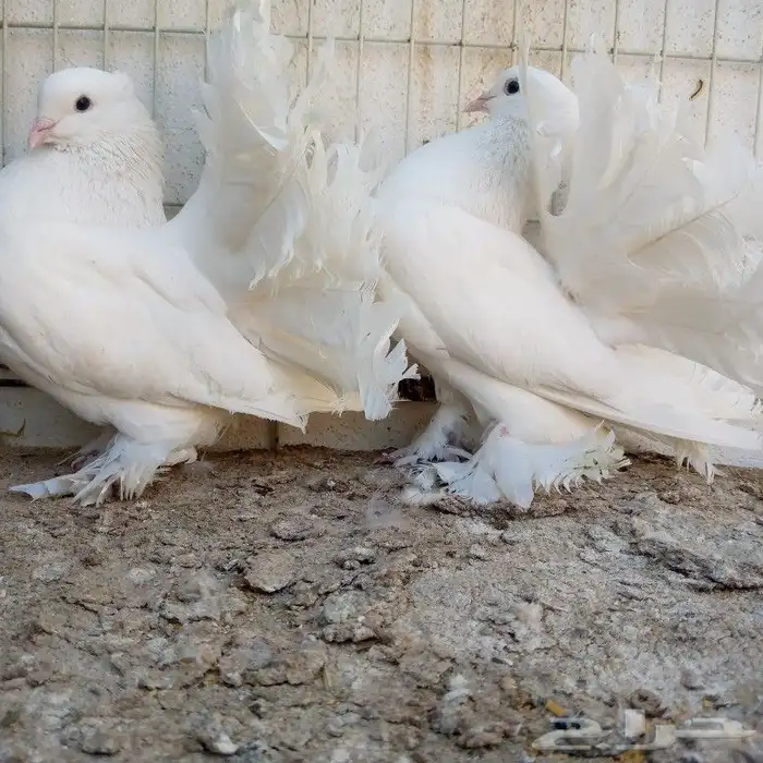 زوجين رقاص تم البيع 0