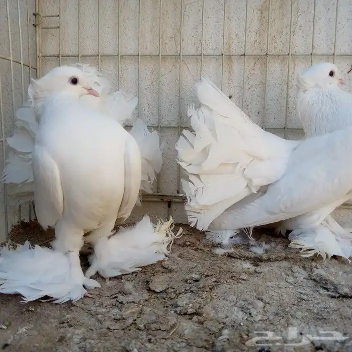 زوجين رقاص تم البيع 5