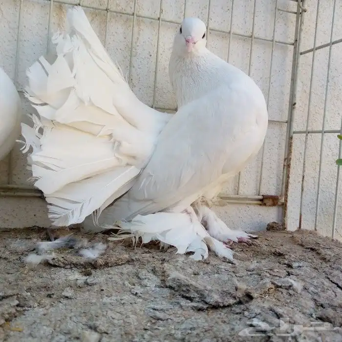 زوجين رقاص تم البيع 7