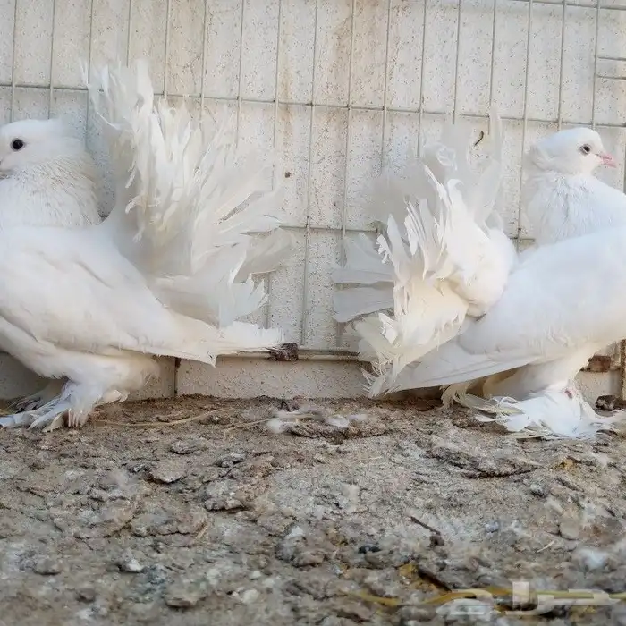 زوجين رقاص تم البيع 1