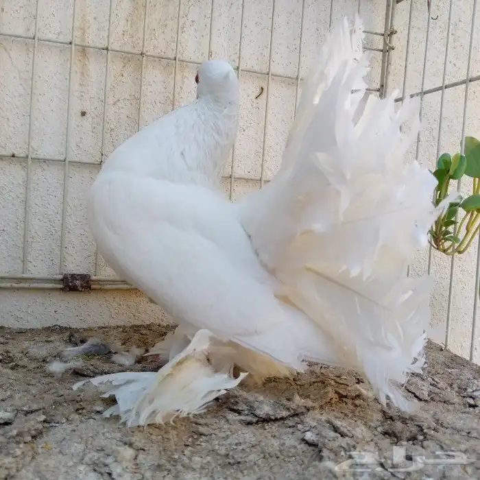 زوجين رقاص تم البيع 6