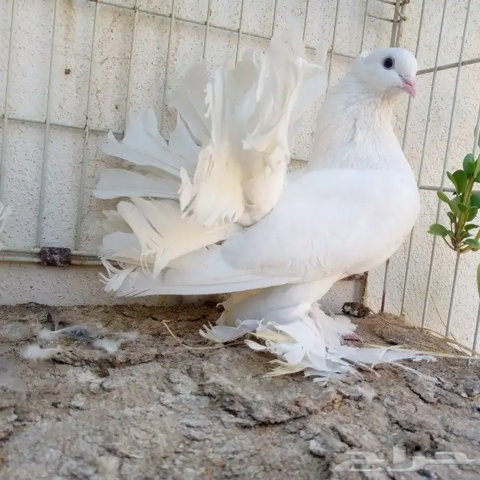 زوجين رقاص تم البيع 3