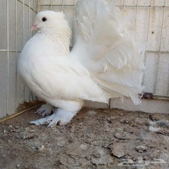 زوجين رقاص تم البيع 2