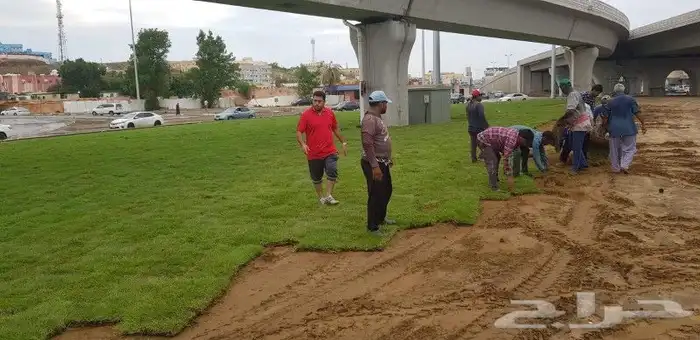 تنسيق حدائق زهرة ياسمين تنسيق وتصميم حدائق مظلات شلالات نواف 3