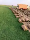 تيل سي 2000 صافو طبيعي درجه اولى 0