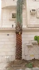 نخل مشاء الله تبارك الله 1