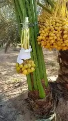 نخل مثمر بجميع انواعه ومقاساته المختلفه 1