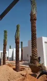 نخل مشاء الله تبارك الله 0