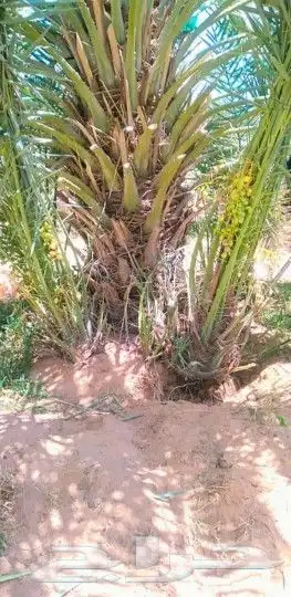 نخل بجميع انواعه ونخل زينه 2