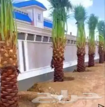 نخل مشاء الله تبارك الله 6