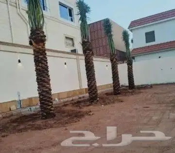 نخل مشاء الله تبارك الله 4