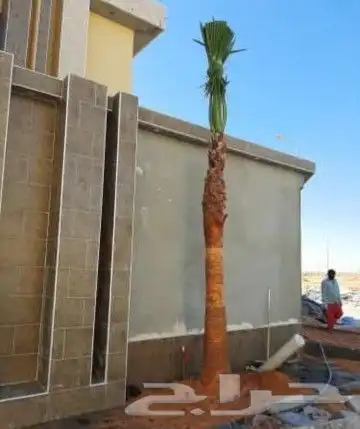 نخل مشاء الله تبارك الله 5