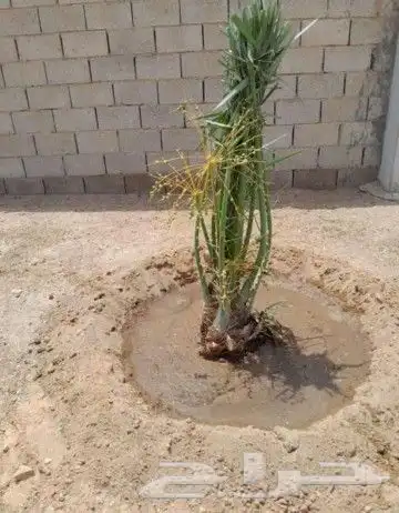 نخل بجميع انواعه ونخل زينه 3