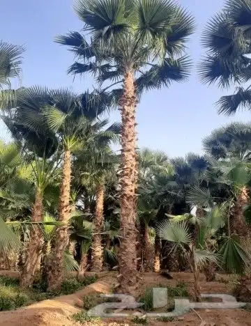 نخل مشاء الله تبارك الله 3