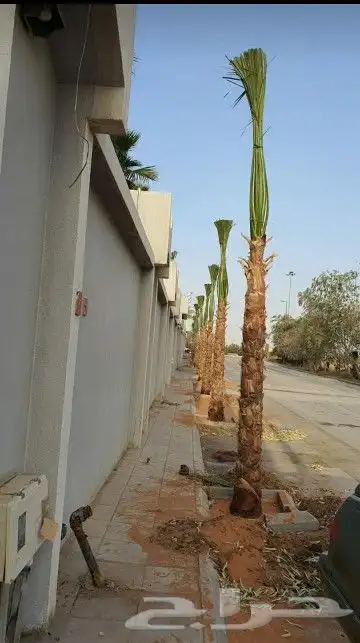 نحل واشنطني امريكي 4