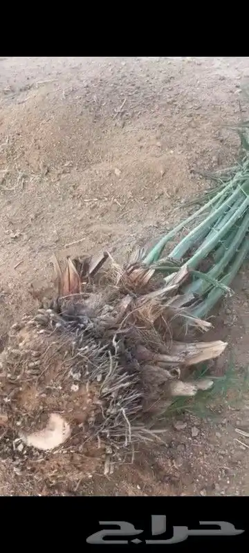 نخل بجميع انواعه ونخل زينه 8