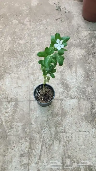 بفته بلدي 0