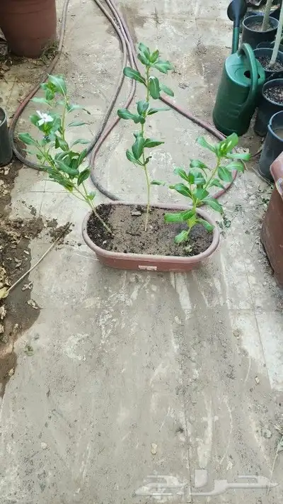 بفته بلدي 1