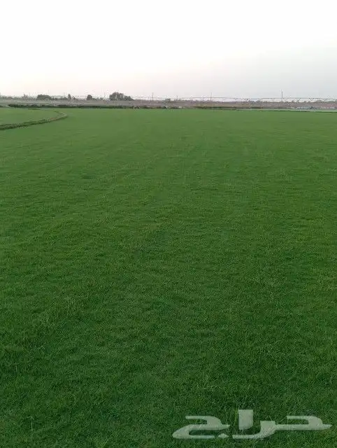 ثيل سي 2000 صافي وطبيعي الم 5