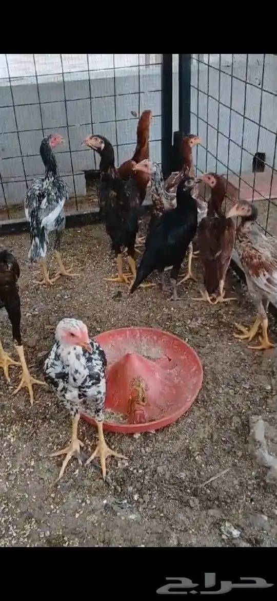 صوص مكس سندي شامو 0
