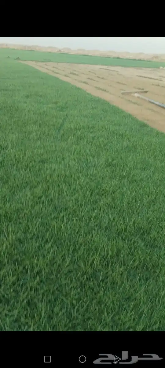 ثيل درجه اولى مزارع الخرج توفير شحن كل المناطق 5