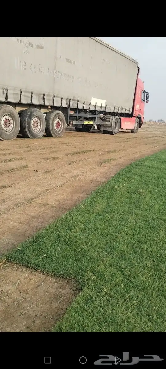 ثيل درجه اولى مزارع الخرج توفير شحن كل المناطق 8