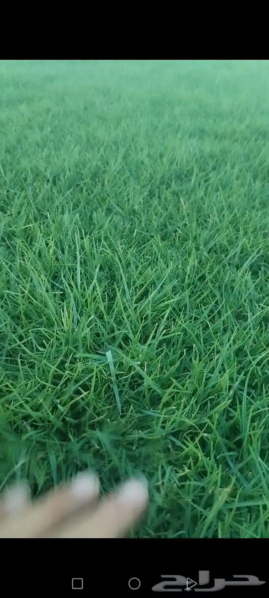 ثيل درجه اولى مزارع الخرج توفير شحن كل المناطق 0