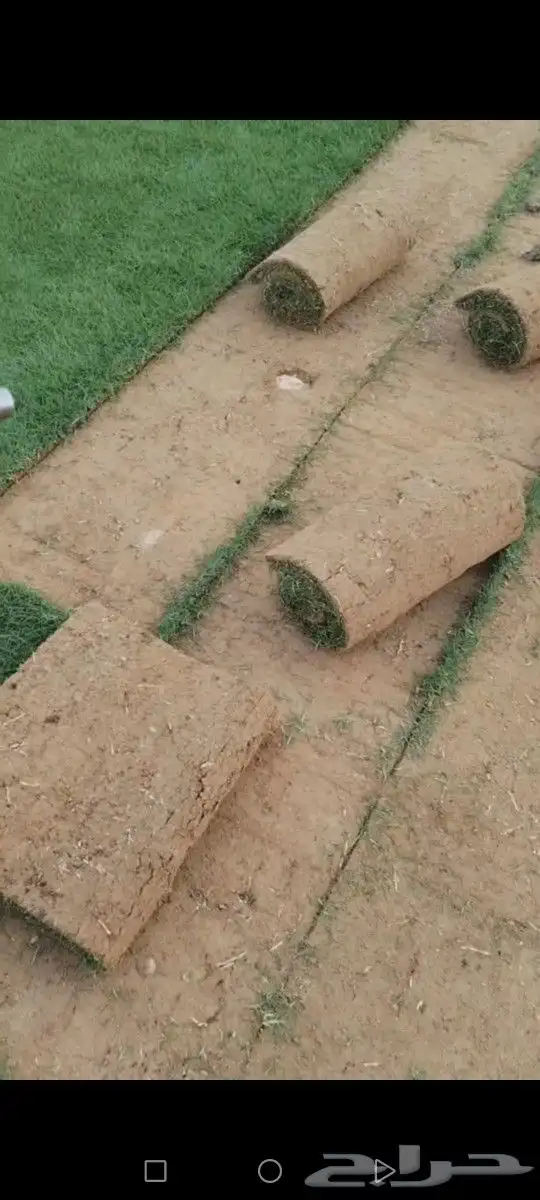 ثيل درجه اولى مزارع الخرج توفير شحن كل المناطق 1