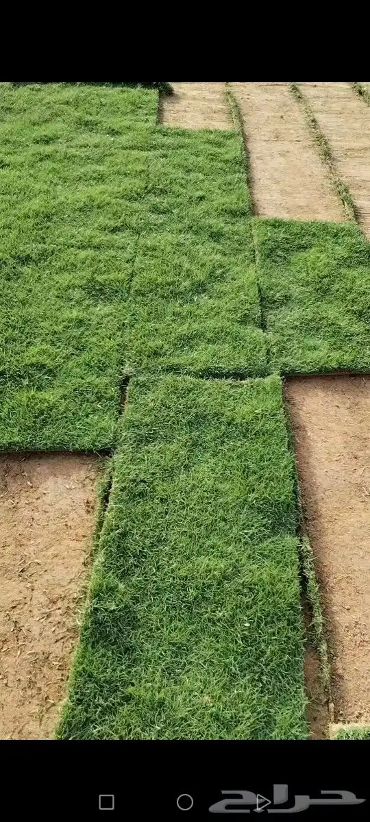 ثيل درجه اولى مزارع الخرج توفير شحن كل المناطق 3