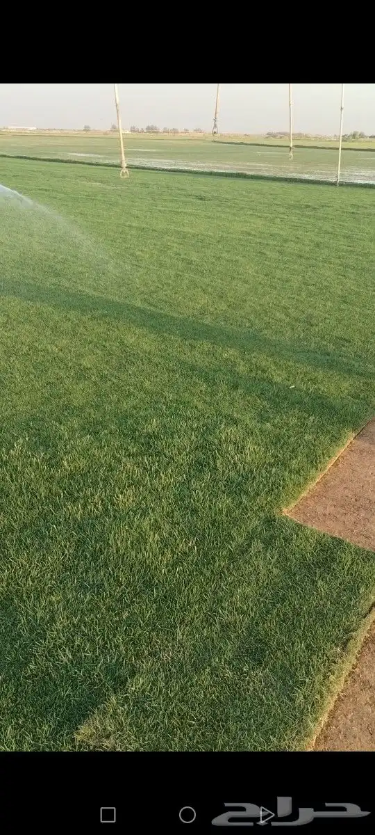 ثيل درجه اولى مزارع الخرج توفير شحن كل المناطق 7