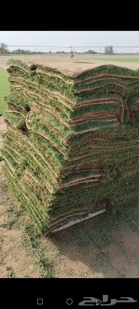 ثيل درجه اولى مزارع الخرج توفير شحن كل المناطق 4