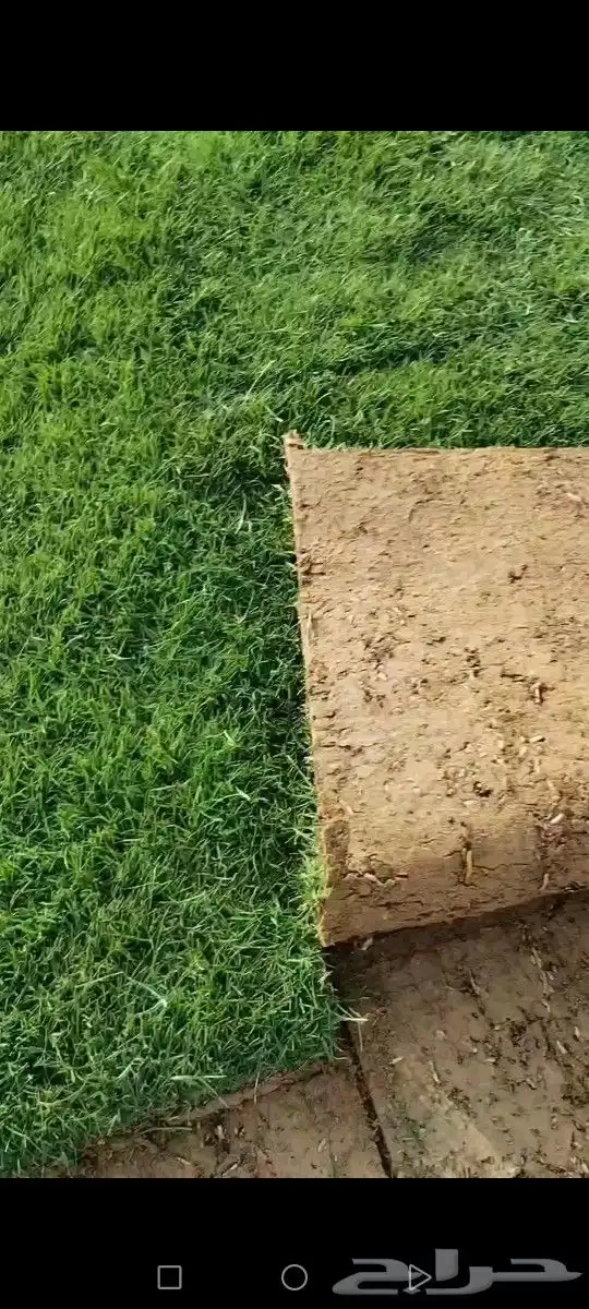 ثيل درجه اولى مزارع الخرج توفير شحن كل المناطق 2